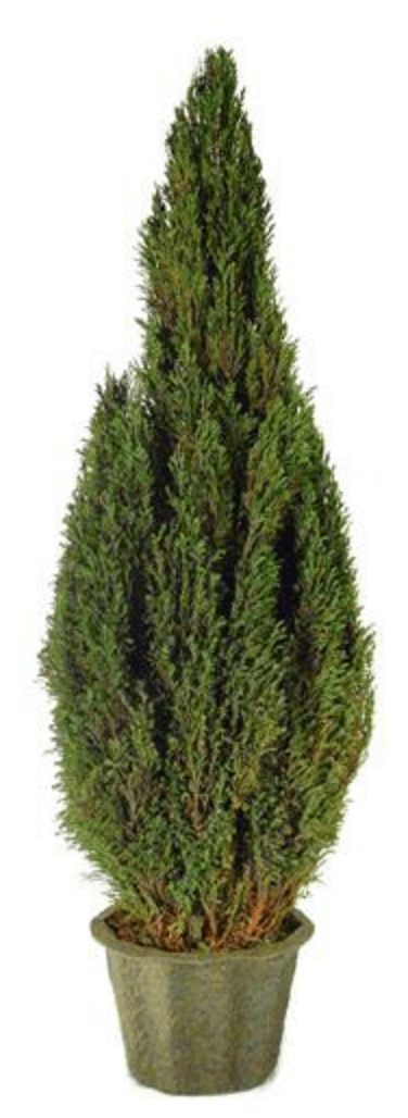 Preserved Natural Topiary 60 inches Tall
